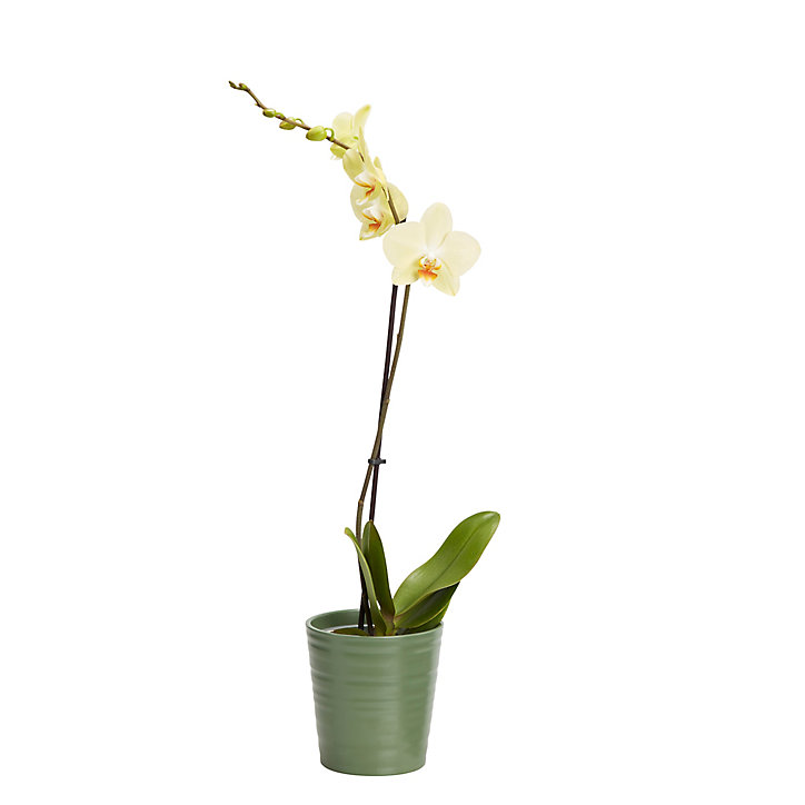 Orchidée 1 tige avec pot en céramique 12cm, Assortiment