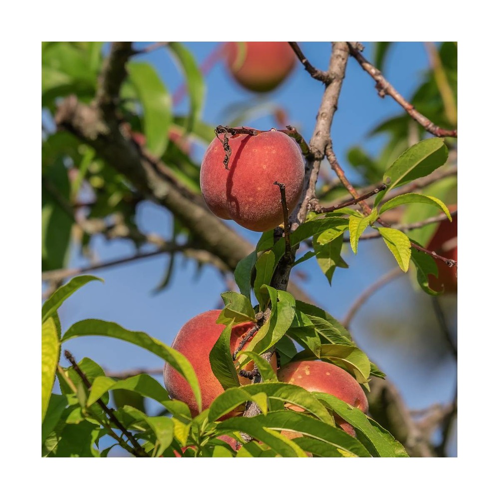 Pêcher persica dixired/prunus persica dixired[-]pot de 10l - gobelet 2 ans