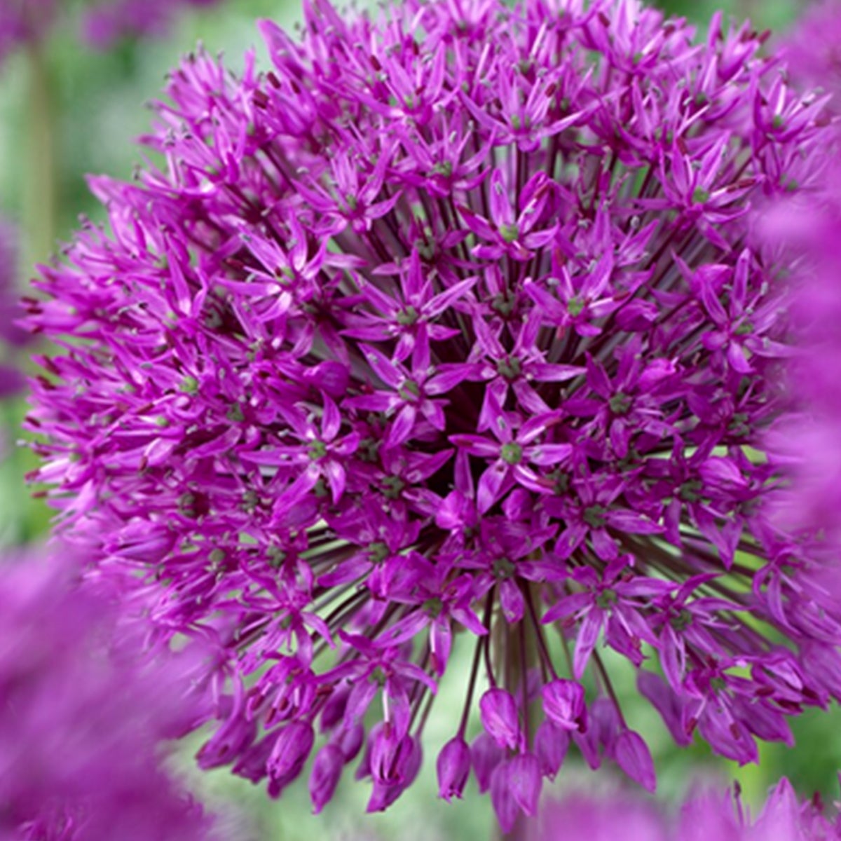 Bloomique – 15-pack mix – Allium Purple Sensation – Look – Sierbol – Paars – Bloembollen – Voorjaarsbloeiers – Vaste planten – Wordt 70–90 cm hoog