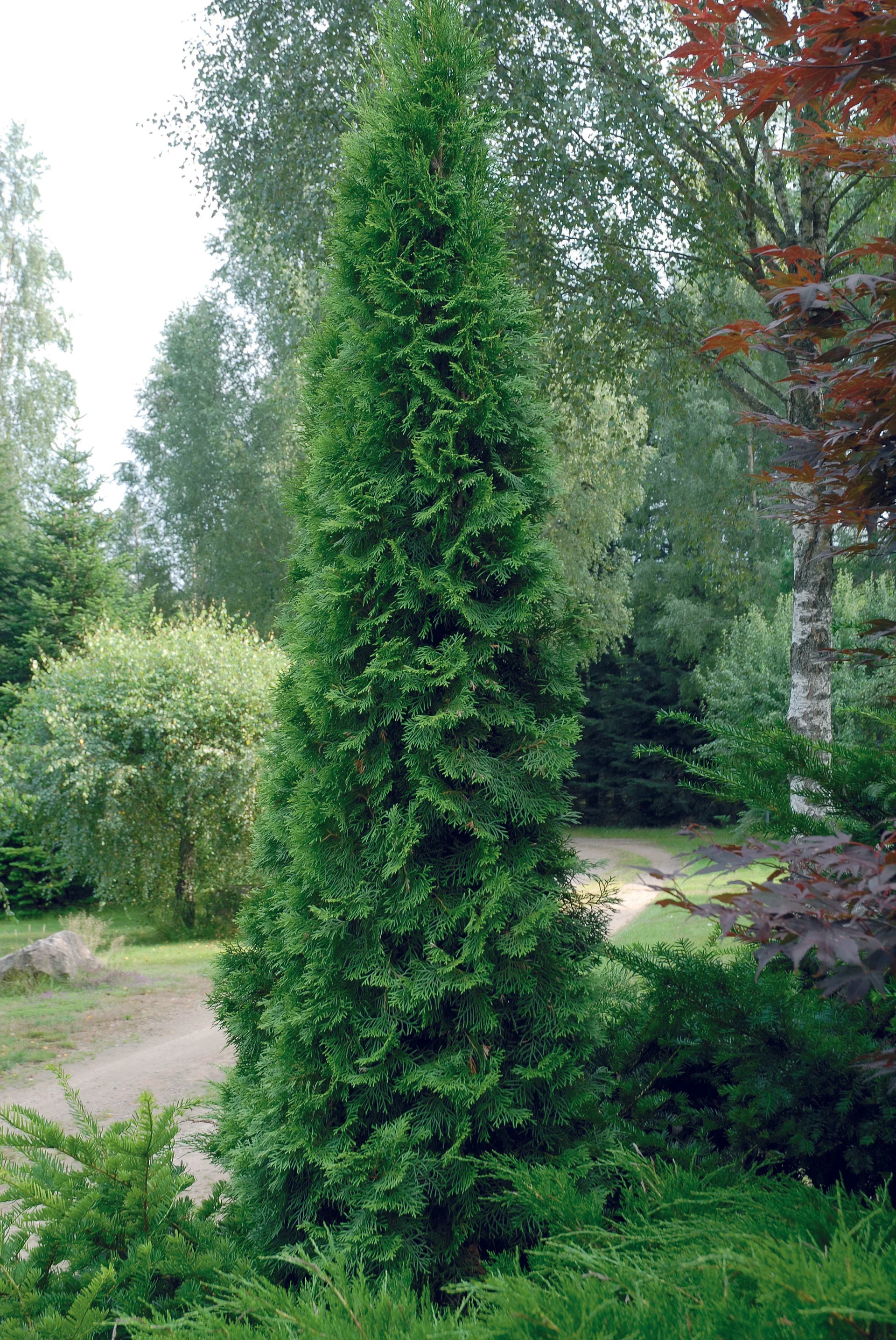 Thuja occidentalis 'Smaragd' Tuja 'Smaragd' Høyde 80-100 cm