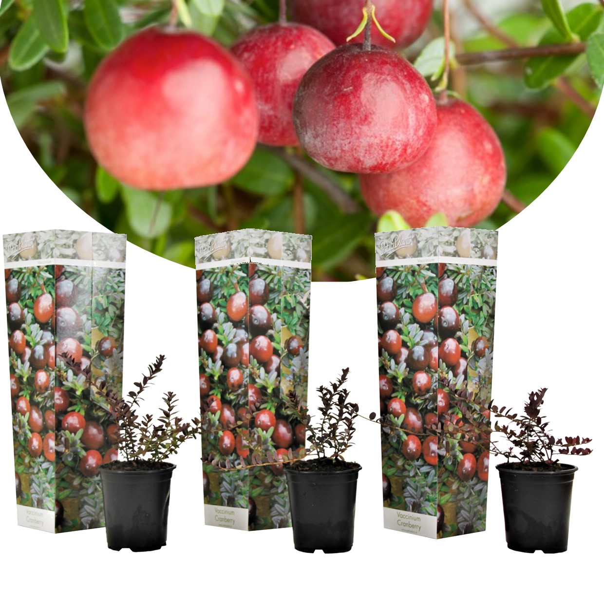 Canneberge - set de 3 - plantes de jardin - pot 9cm - hauteur 10-20cm