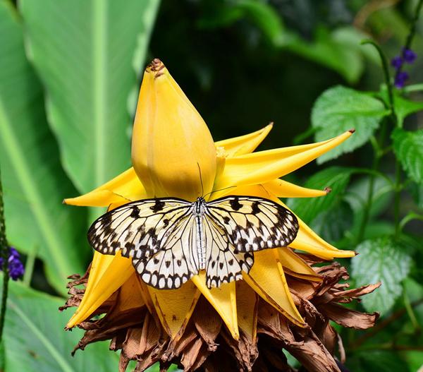 Goldene Lotusbanane - Musella lasiocarpa