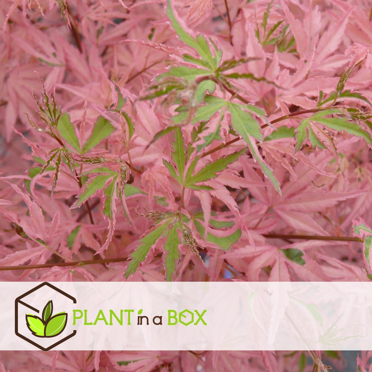 Japanese maple 'taylor' - 'limited edition' - pot 19cm - hauteur 50-60cm
