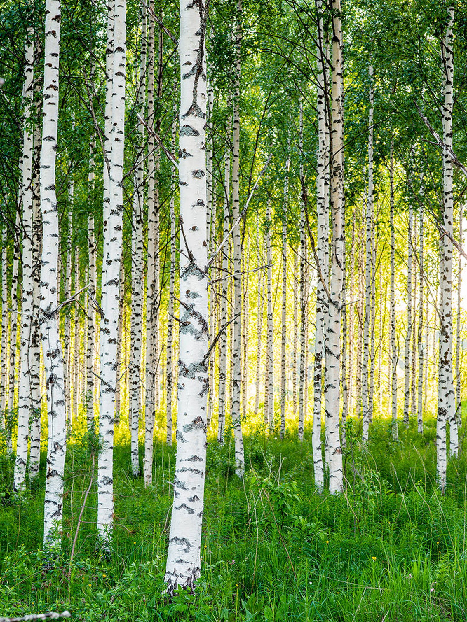 Birch Symphony ll by André Wagner - Limited Edition. Edition of: 150. Signed.