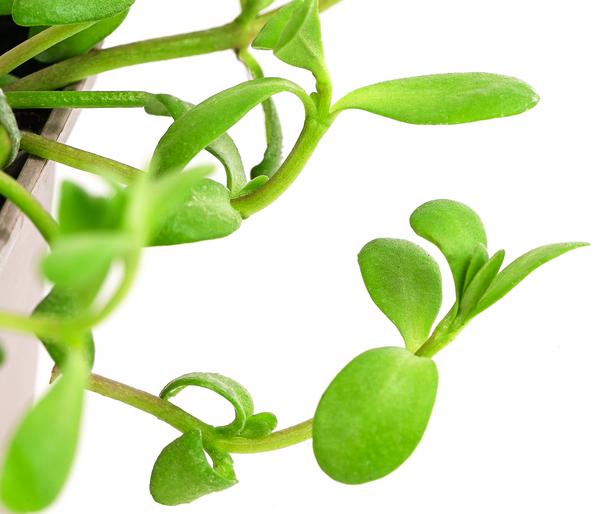 Brahmi