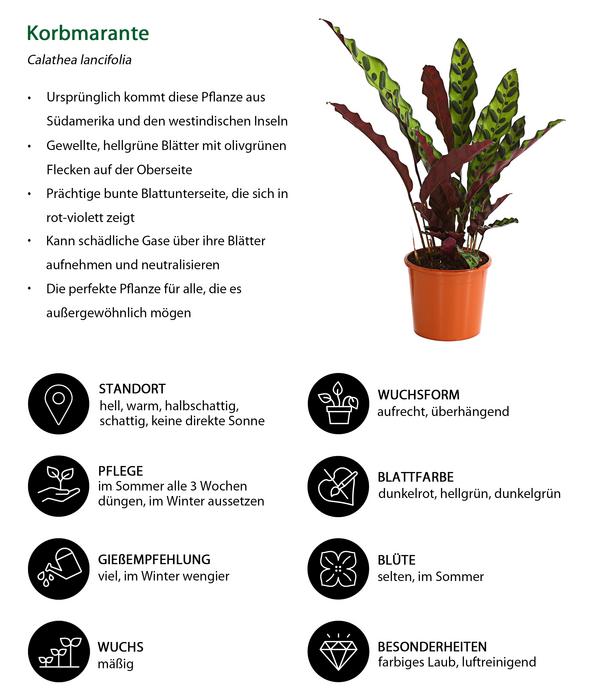 Korbmarante - Calathea lancifolia