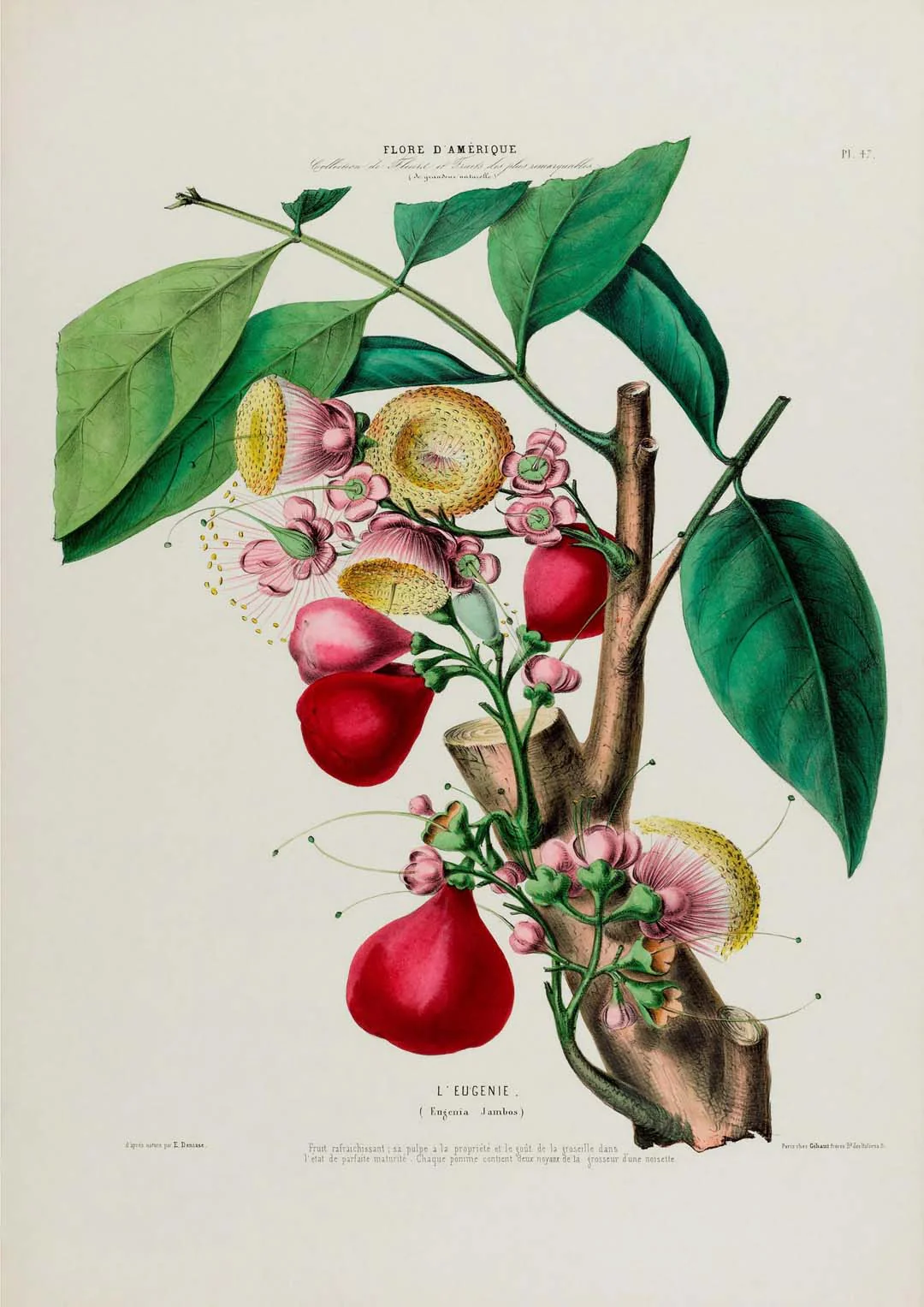 L'Eugenie