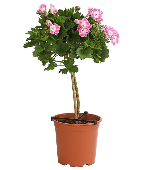 Edelgeranie, Stämmchen