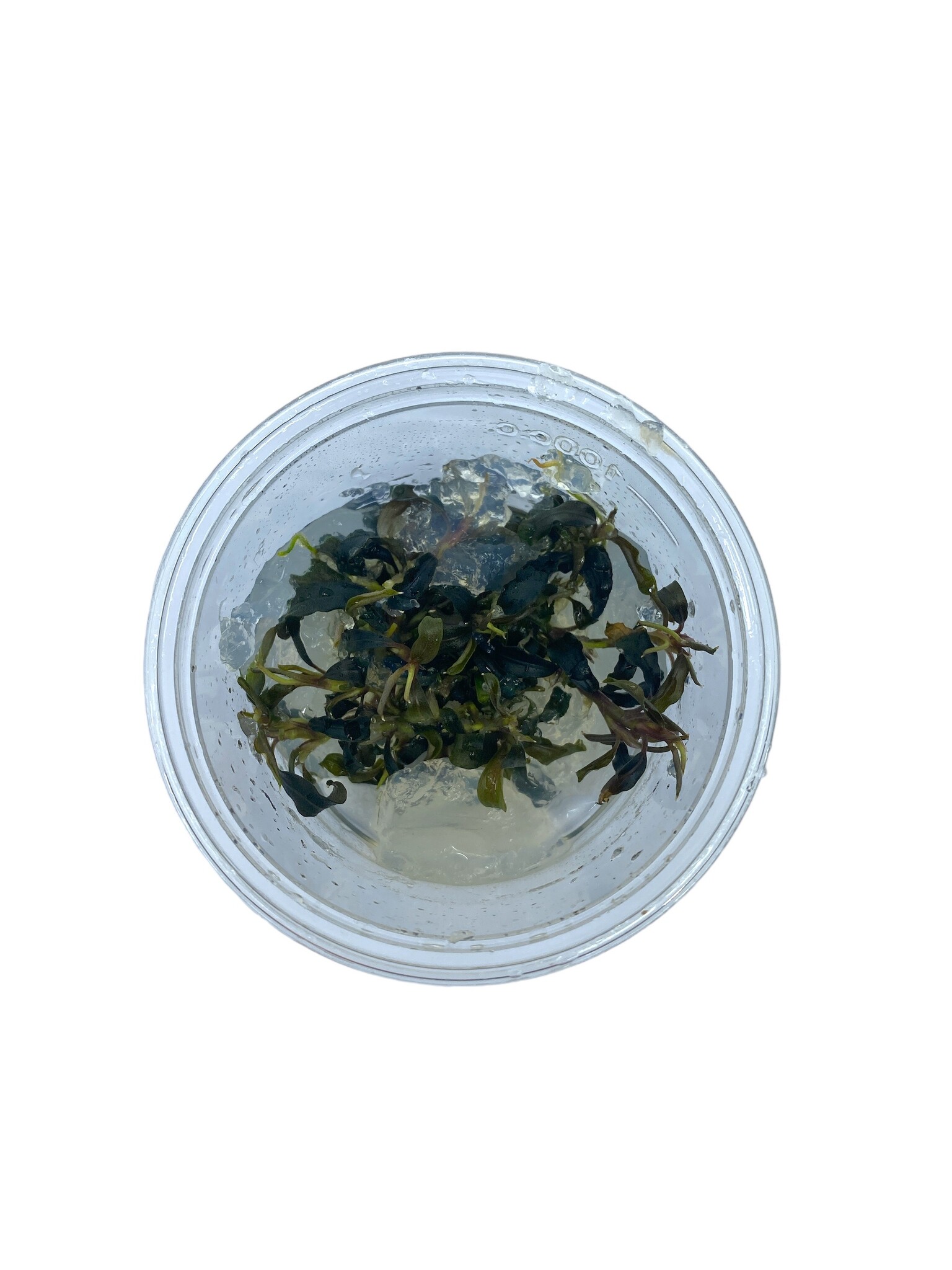 Waterplant Bucephalandra sp. 'Kedagang' in-vitro