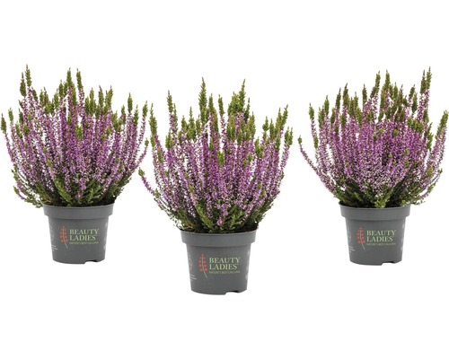 Bud Heather Mix FloraSelf Calluna vulgaris 'Beauty Ladies' Ø 11 cm pot, willekeurige variëteitselectie, effen kleur