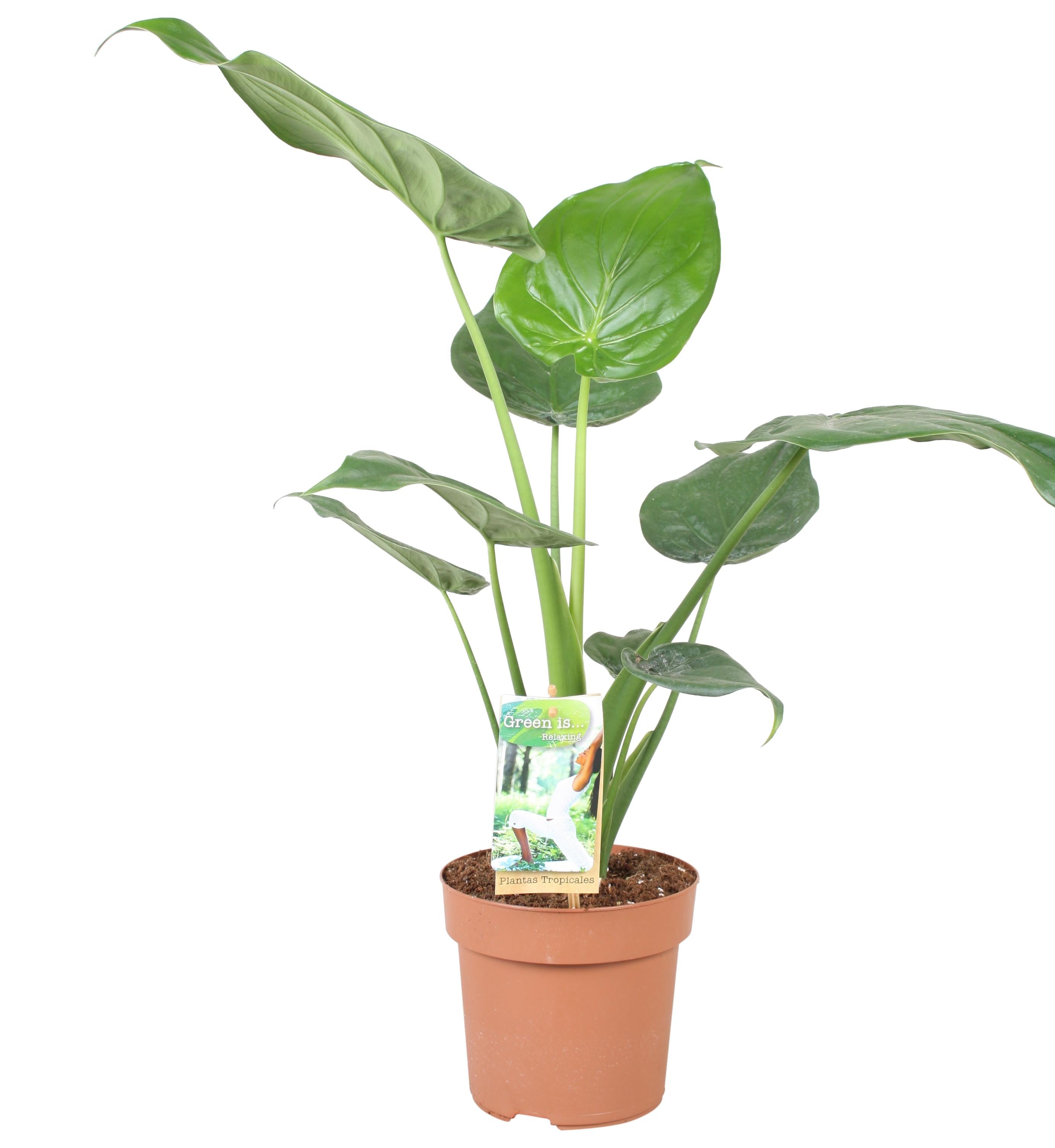 Plante d'intérieur - alocasia cucullata 60.0cm