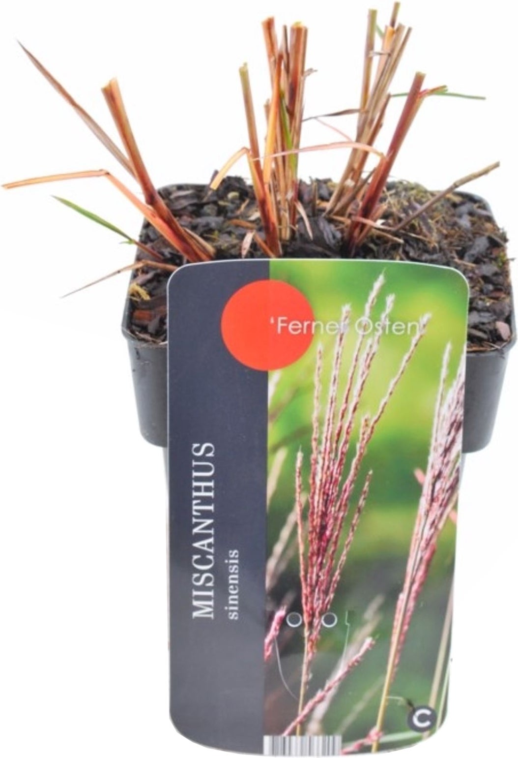 Chinees riet (Miscanthus sinensis 'Flamingo') D 17 H 10 cm
