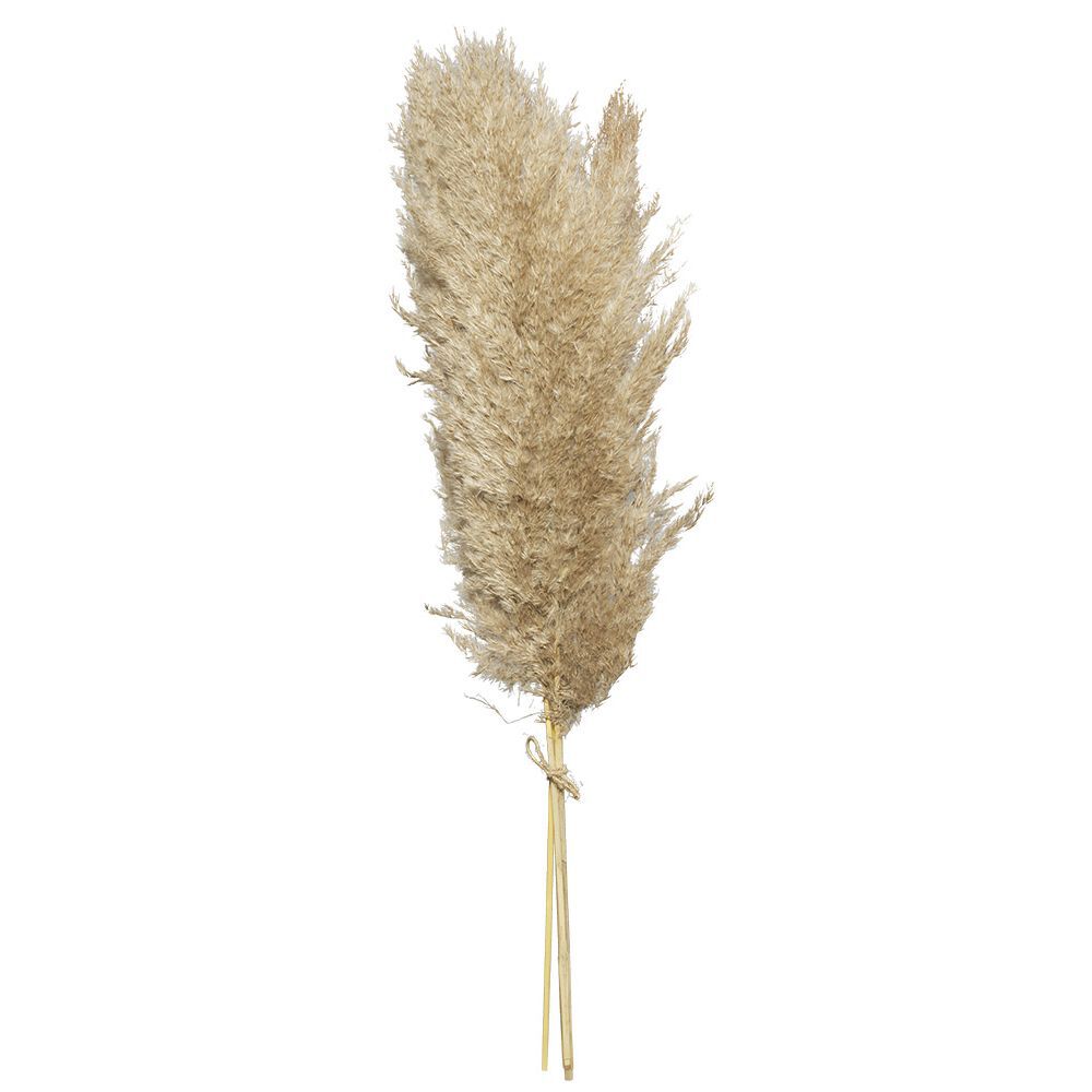 Herbe de la pampa séchée - 3 branches H75 cm