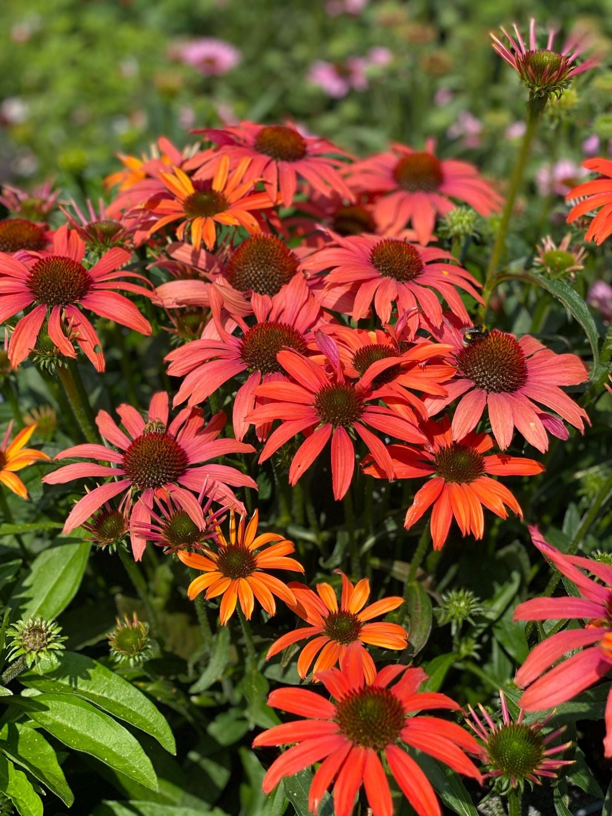 Zonnehoed (Echinacea purpurea 'SunSeekers Coral') D 17 H 45 cm