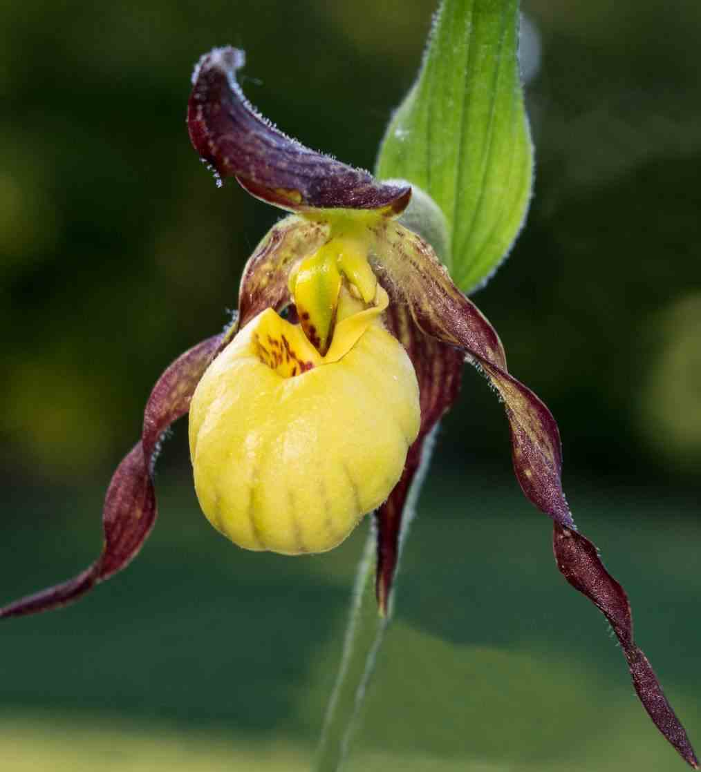 Cypripedium 