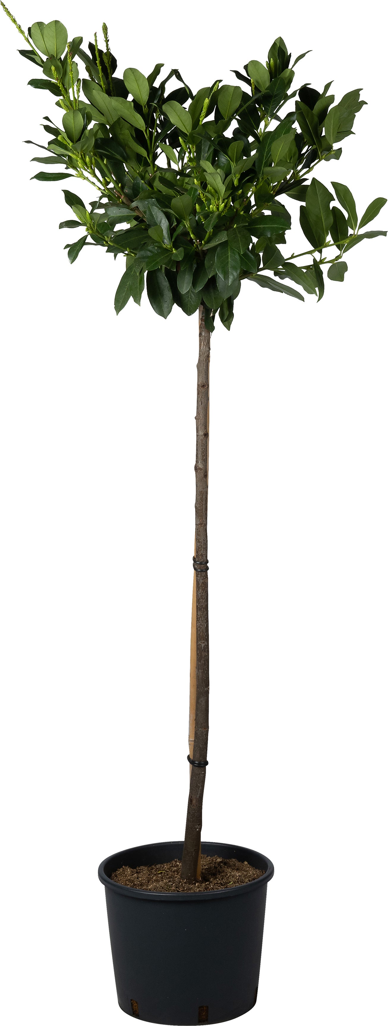 Laurierkers (Prunus laurocerasus 'Mano') D 28 H 80 cm