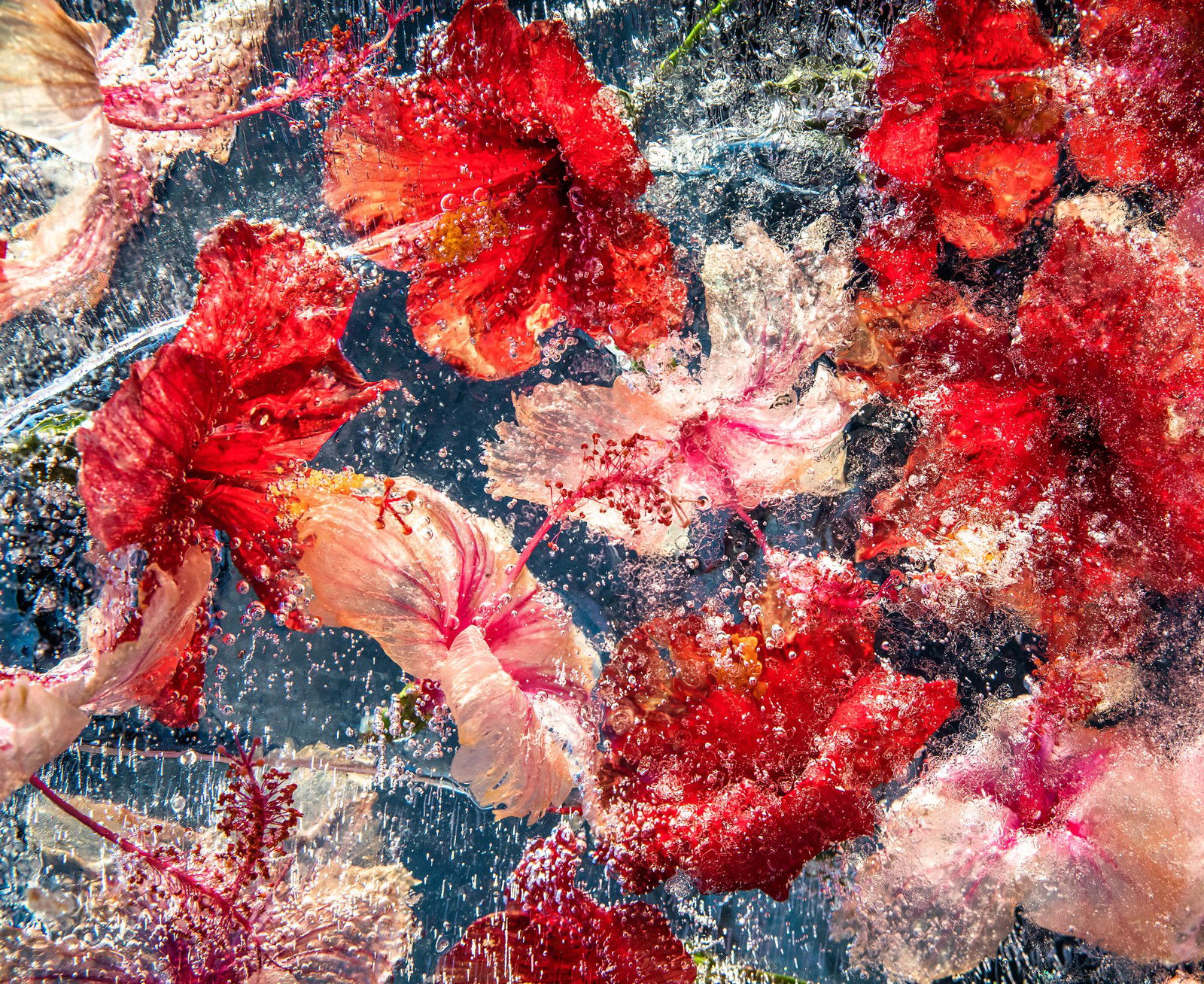 Hibiscus Jelly by Bruce Boyd - Limited Edition. Edition of: 150. Signed.