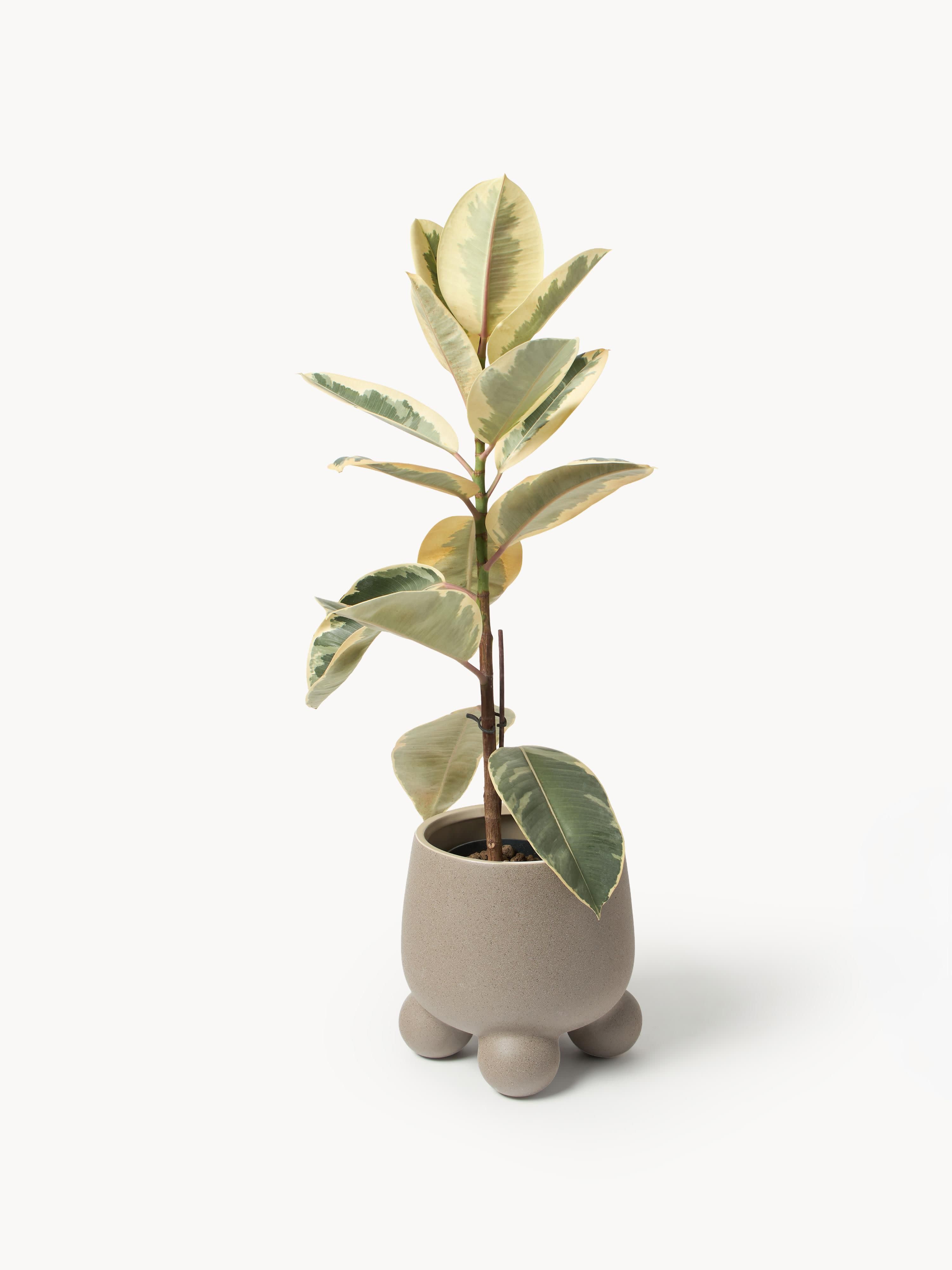 Plantenpot Olea
