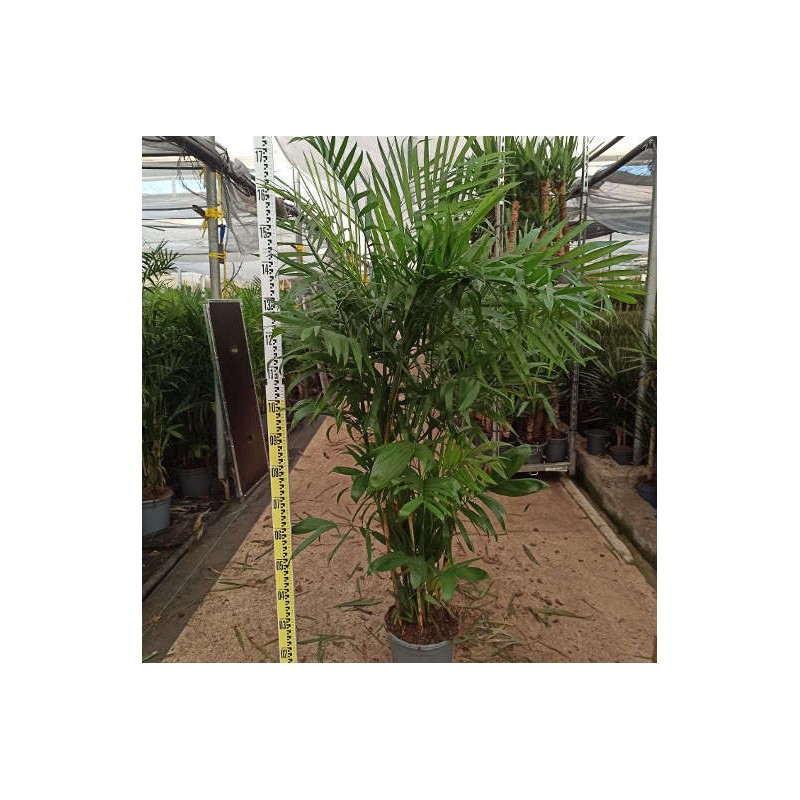 Chamaedorea seifrizii (palmier nain de seifriz) taille pot de 45l - 200/225cm
