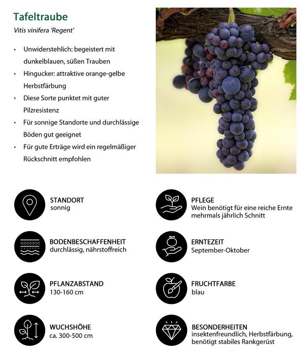 Tafeltrauben-Set Traubentraum, 4-teilig