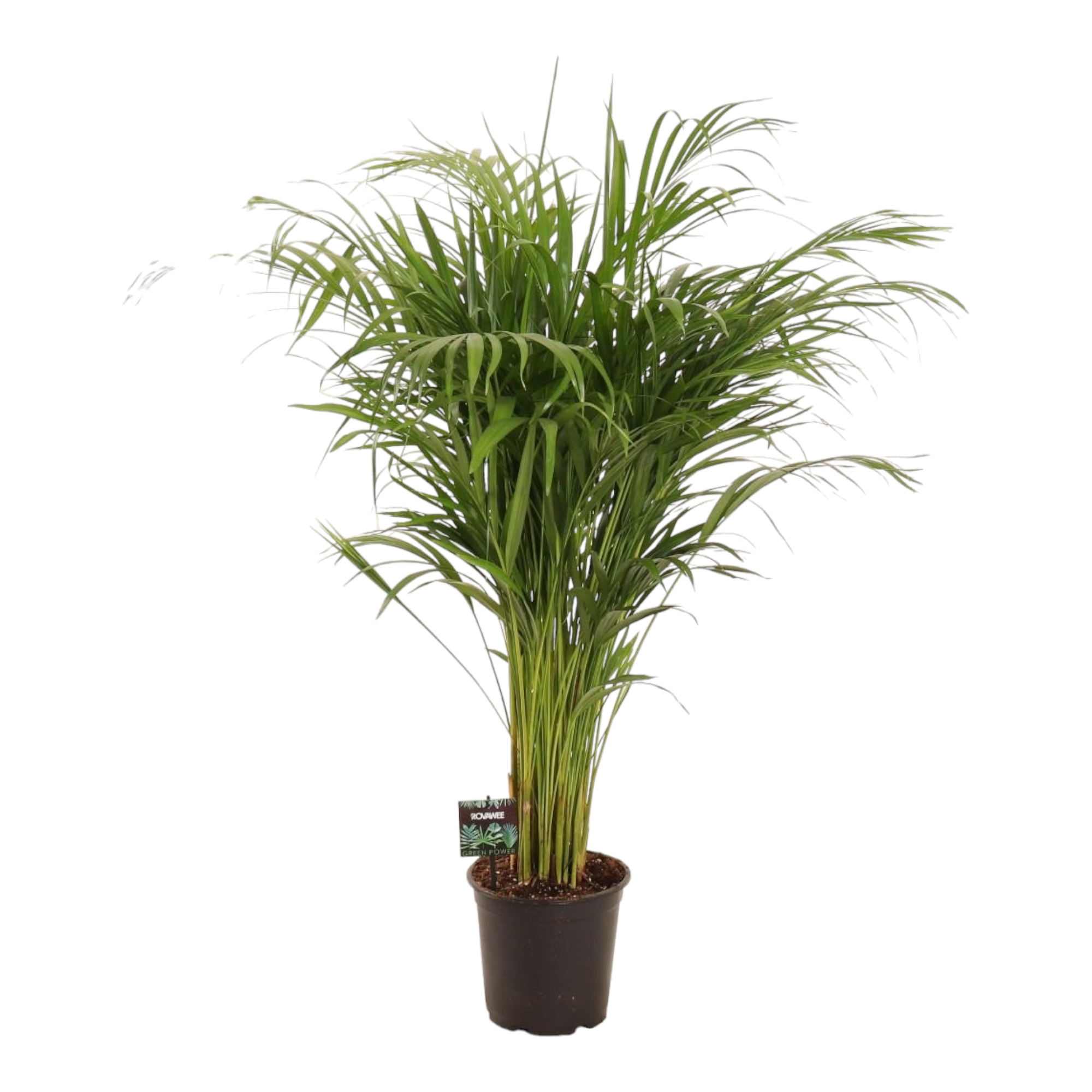 Plante d'intérieur - dypsis lutescens 110.0cm