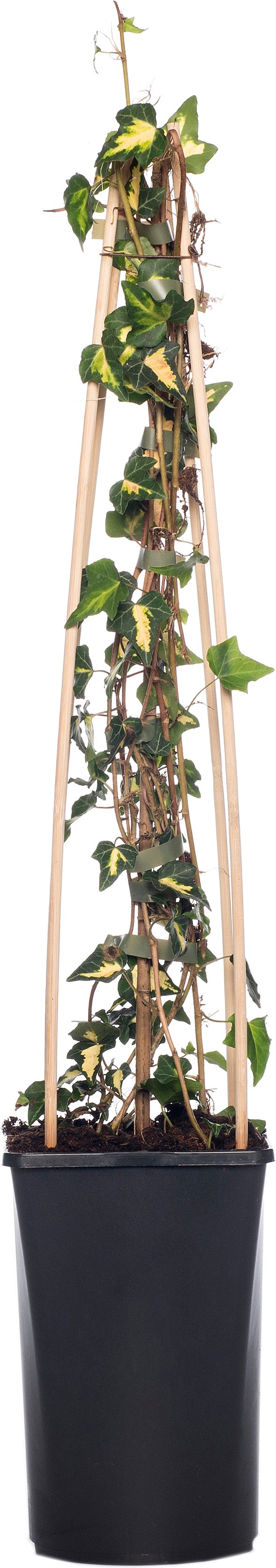 Klimop (Hedera helix 'Goldheart') D 16 H 75 cm