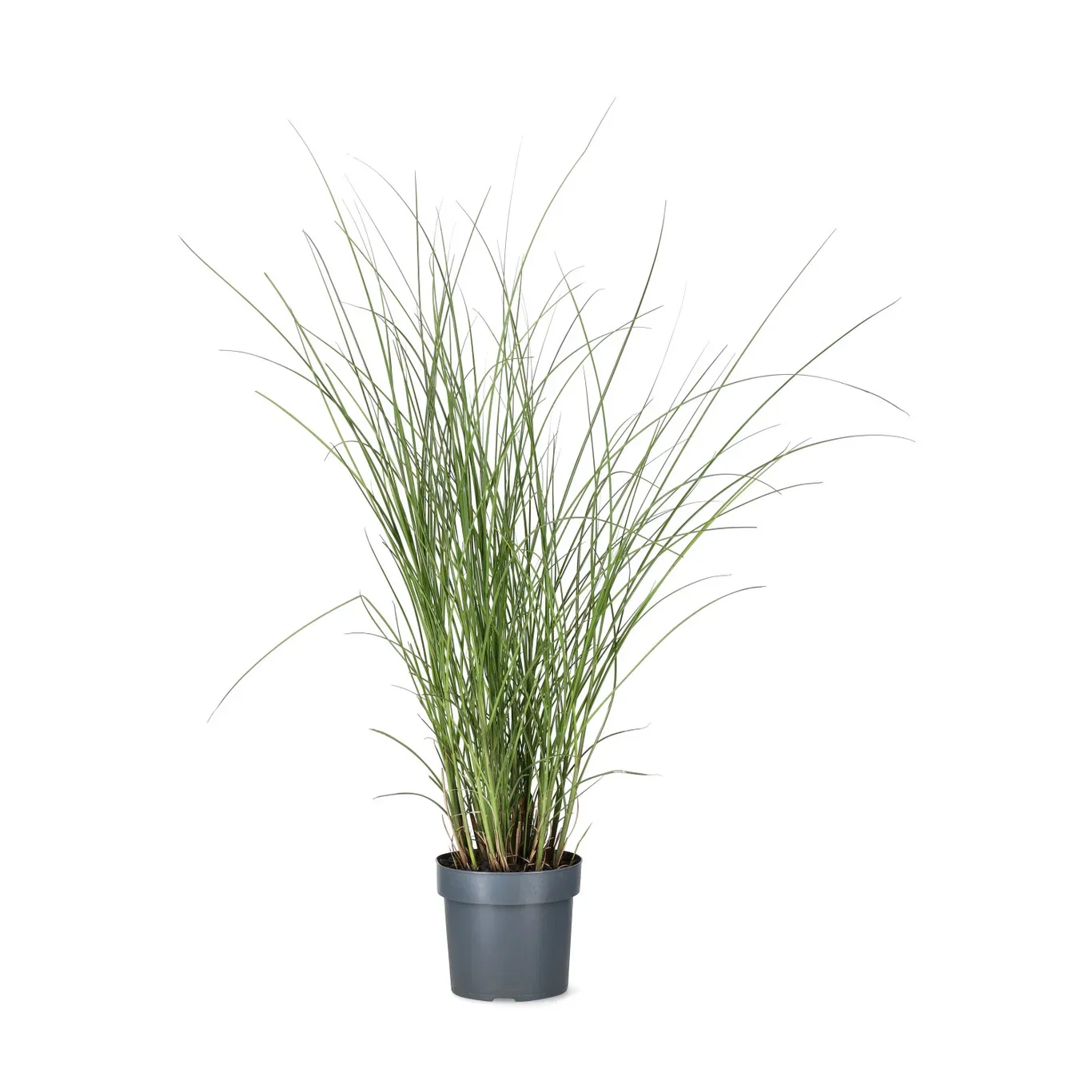 Miscanthus sinensis 'Gracillimus' Silkekinagress 'Gracillimus' Ø19 cm