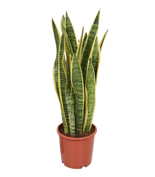 Bogenhanf - Sansevieria trifasciata var.
