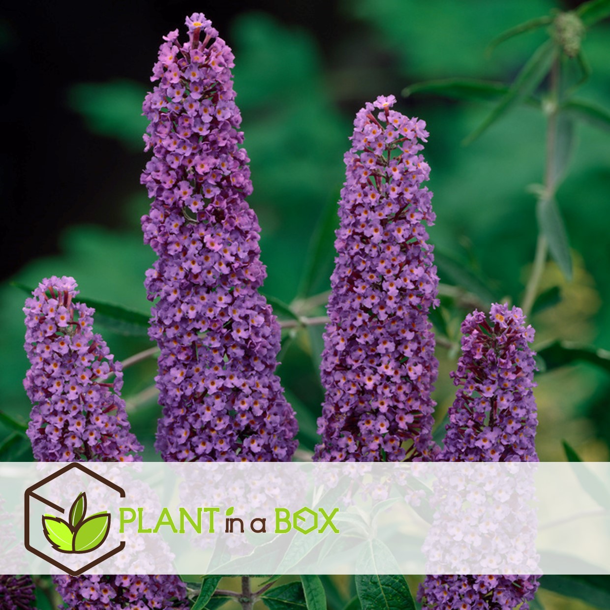 Arbustes à papillons - buddleja purple - set de 3 - pot 9cm - hauteur 25-40cm