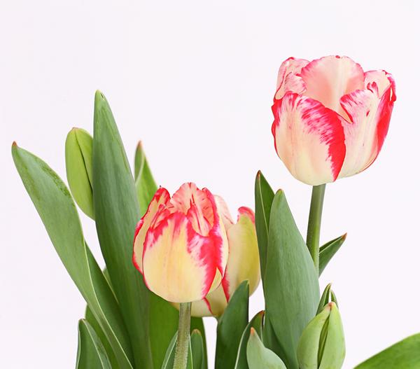 Tulpe 'Pleasure'