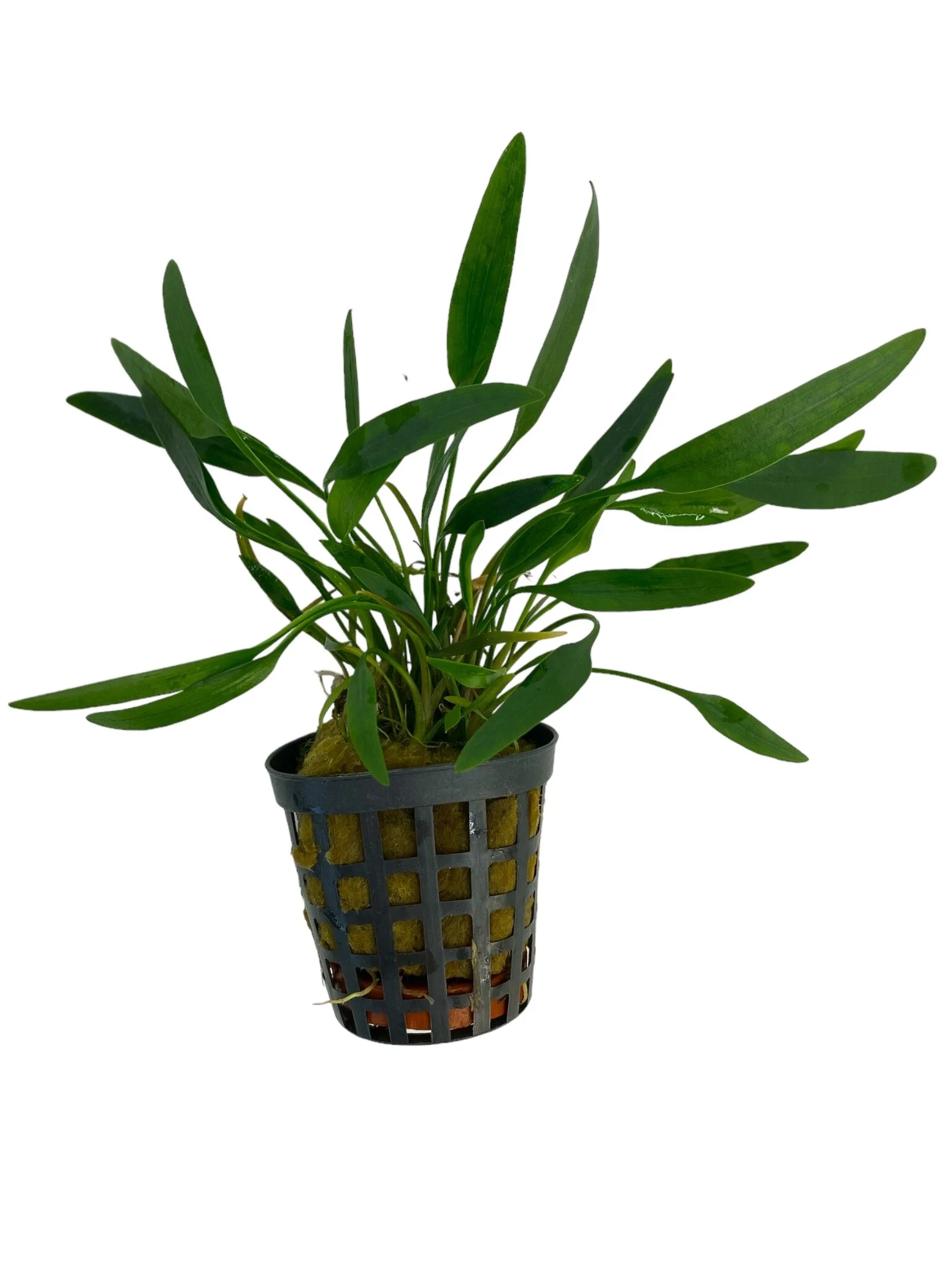 Waterplant Cryptocoryne Amicorum 5cm pot