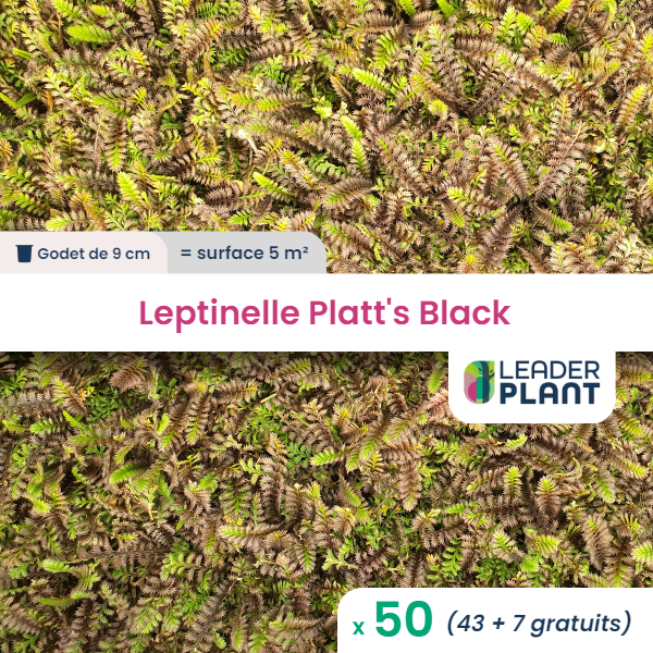 50 x leptinelle platt's black en godet