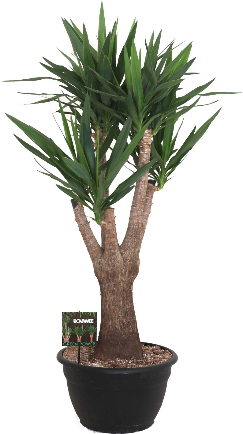 Yucca (Yucca elephantipes) D 40 H 150 cm