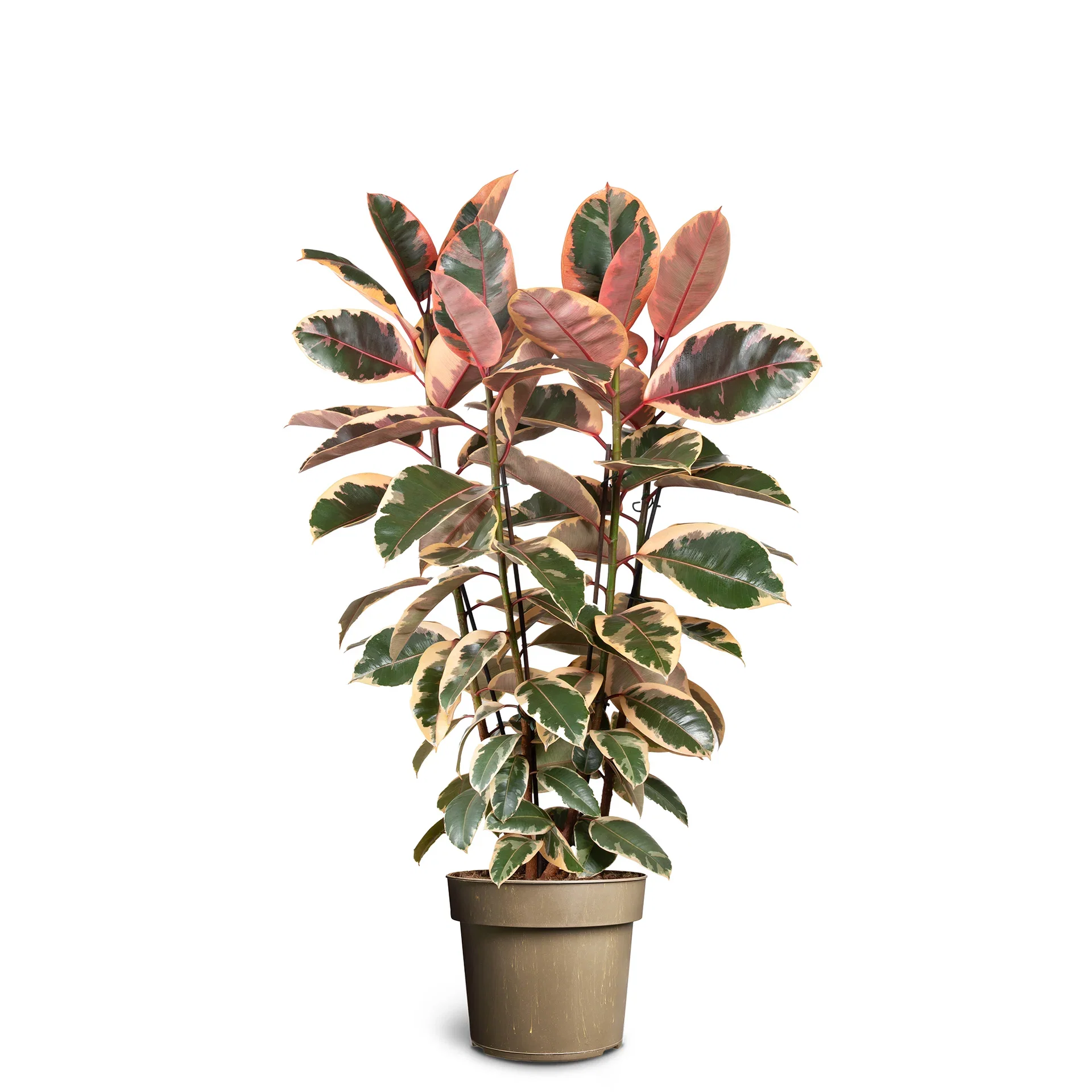 Ficus elastica 'Belize' Gummifiken 'Belize' Høyde 120-140 cm