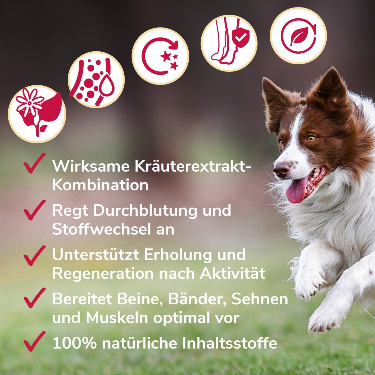HerzensTier Gelenkwundergel 200ml