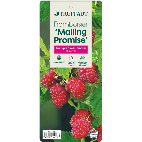 Framboisier 'Malling Promise' : pot de 5 litres