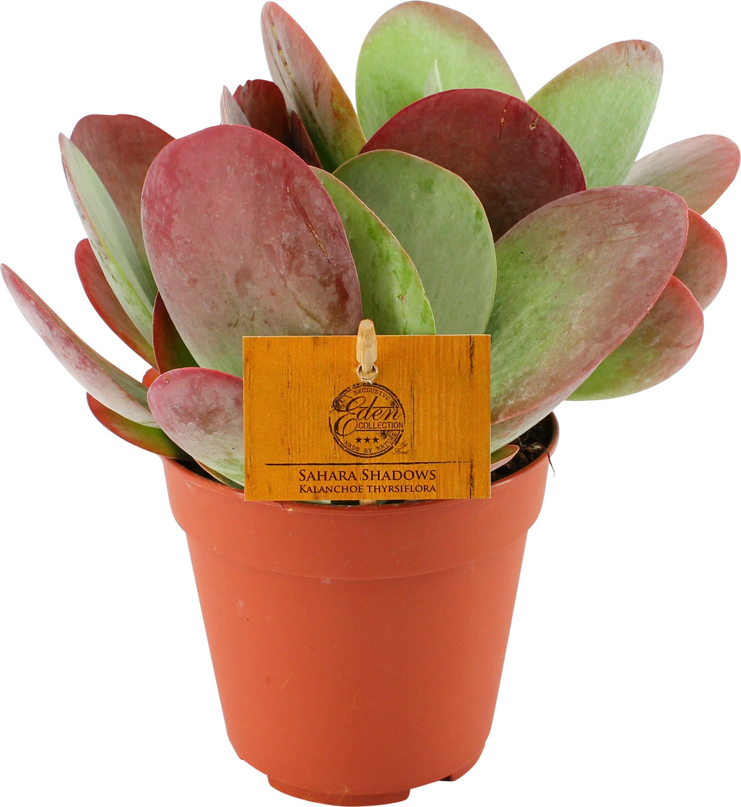 Woestijnroos (Kalanchoe thyrsiflora) D 12 H 20 cm