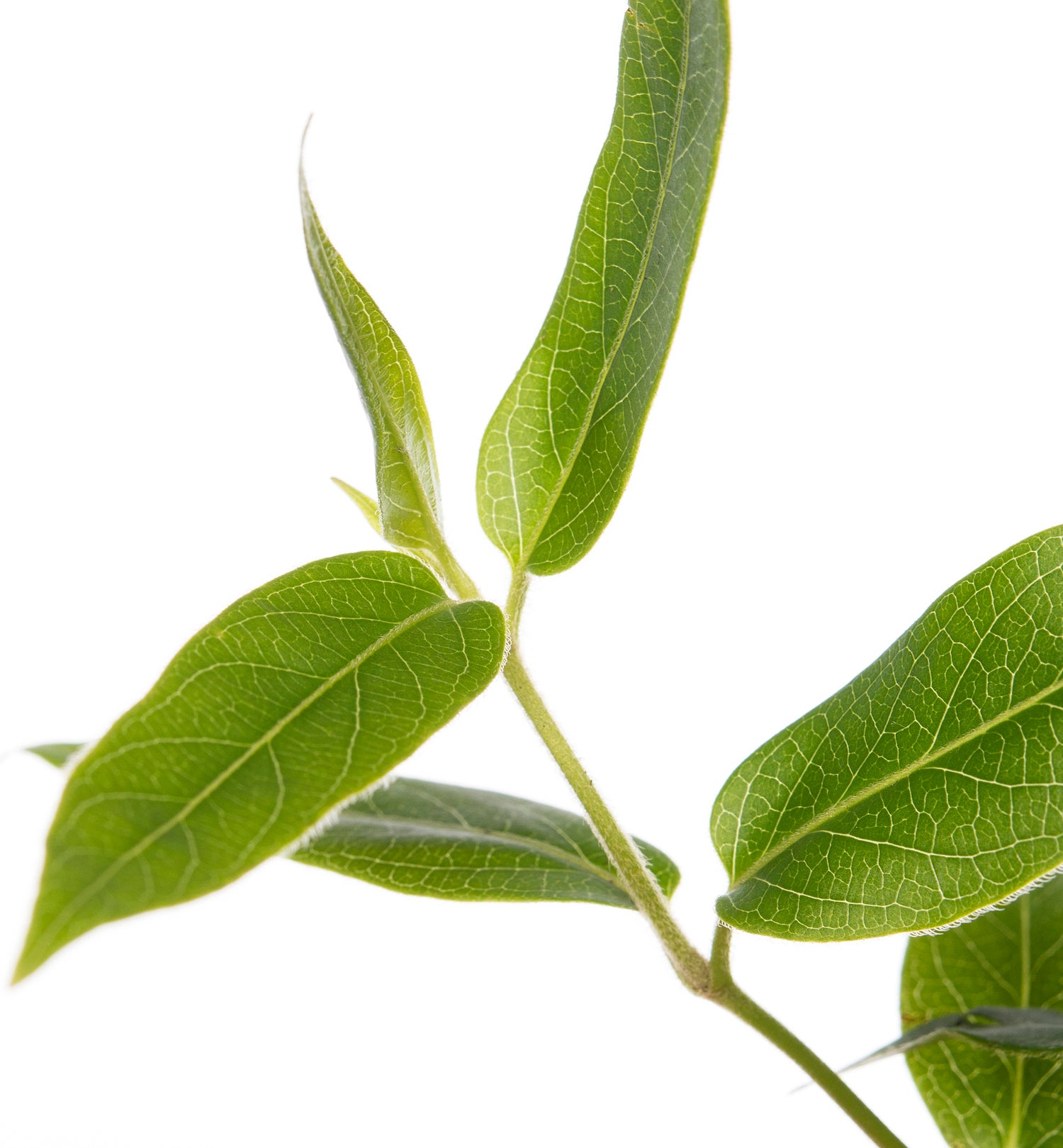 Kamperfoelie (Lonicera henryi) D 16 H 75 cm