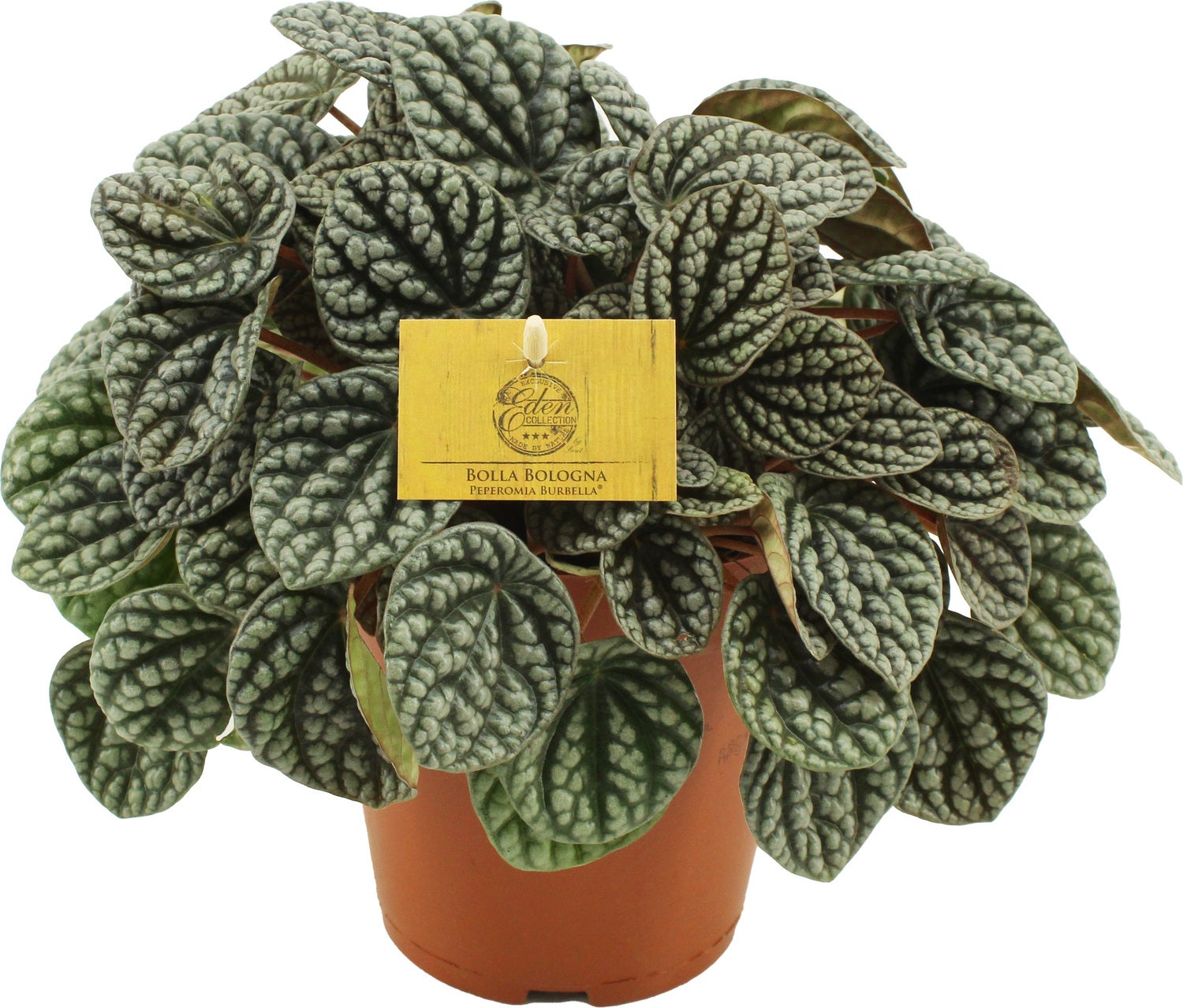 Peperomia (Peperomia burbella) D 15 H 25 cm