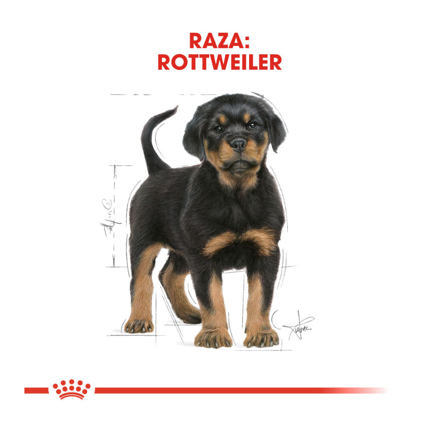 Ração Royal Canin para filhotes de Rottweiler