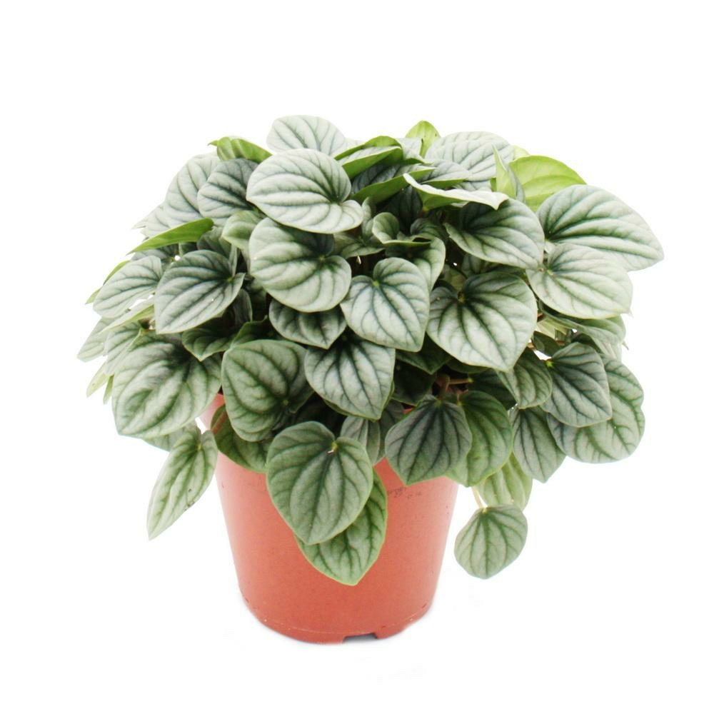 Peperomia caperata moonlight - poivre nain gris - en pot de 15cm