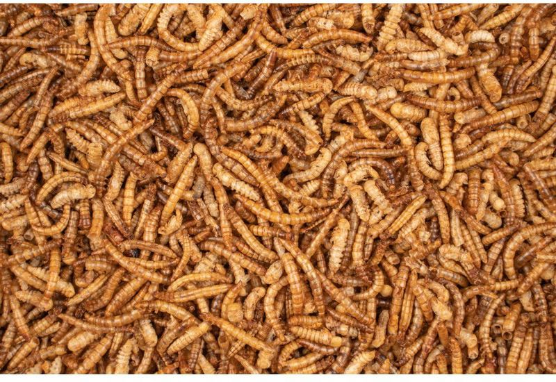 ChiX Meelwormen 200g