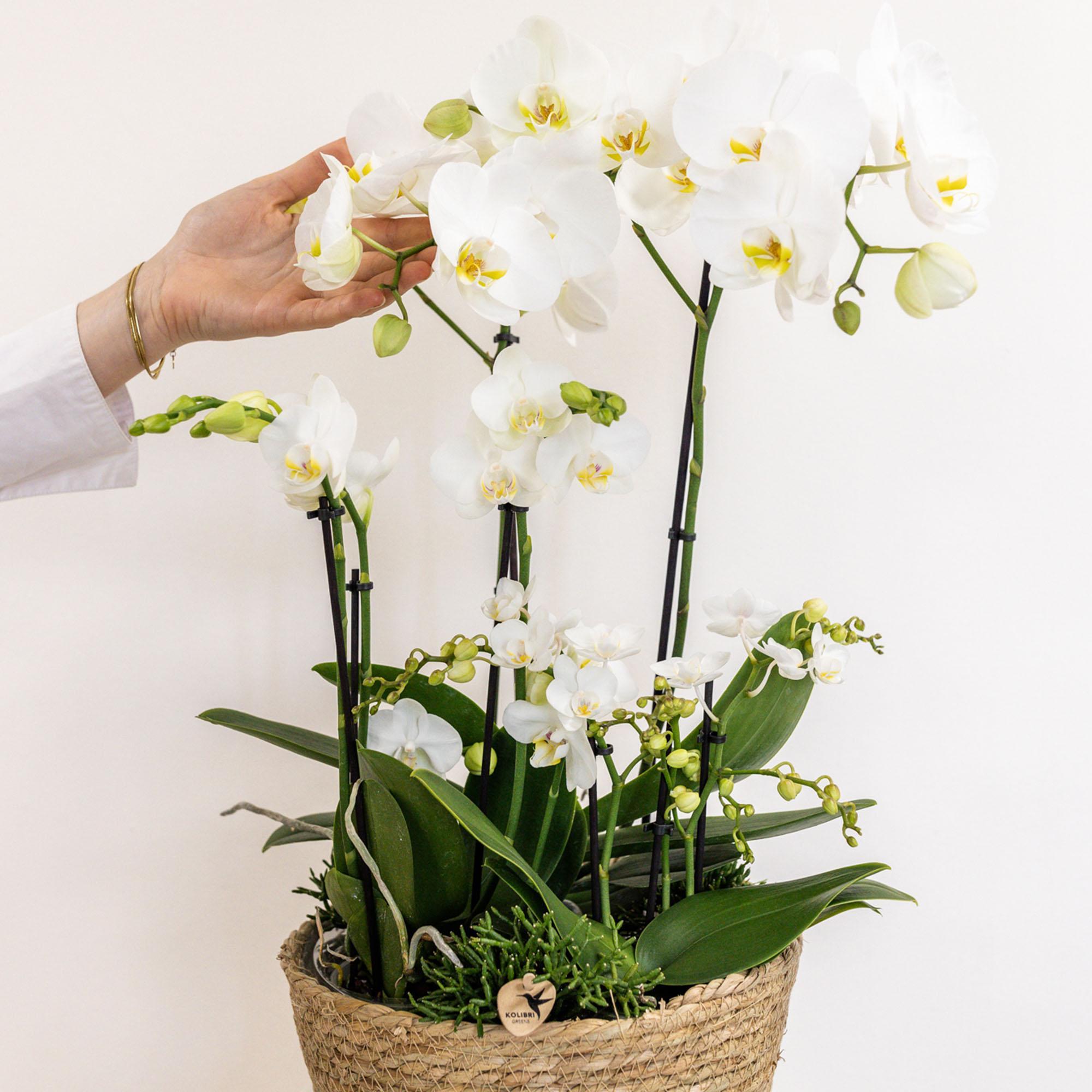 Plante d'intérieur - composition dans un panier en coton avec réservoir d'eau de 3 orchidées blanches et 3 rhipsalis 55cm