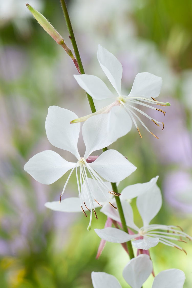 Lindheimers prachtkaars (Gaura lindheimeri 'Whirling Butterflies') D 11 H 80 cm