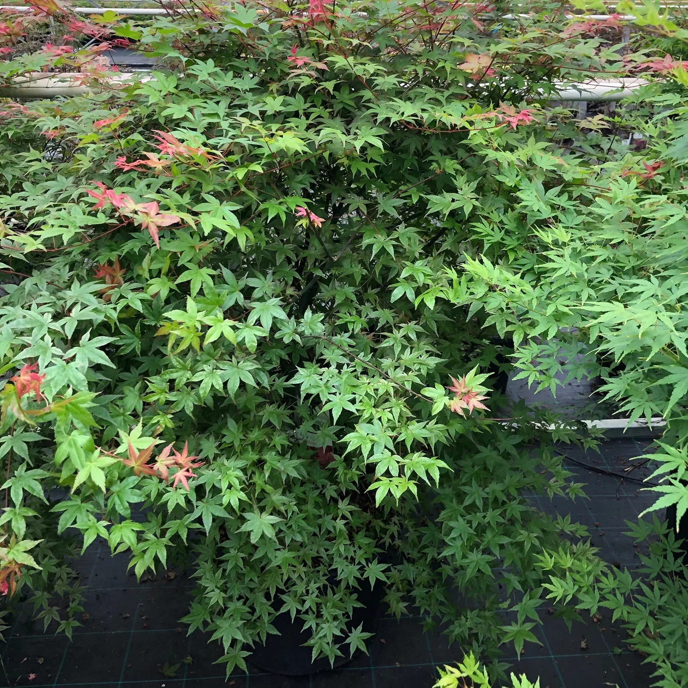 Acer palmatum 'Beni-maiko' Japansk lønn 'Beni-maiko' Høyde 175-200 cm