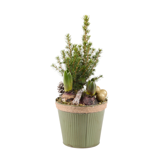 Jacinthe X2 et Picéa avec déco nature D16
