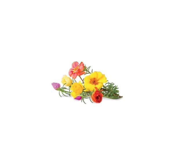 Click & Grow Smart Garden refill Moss Rose 3stk