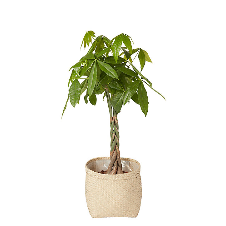 Pot rond herbes marines naturel pour pot de 24 cm