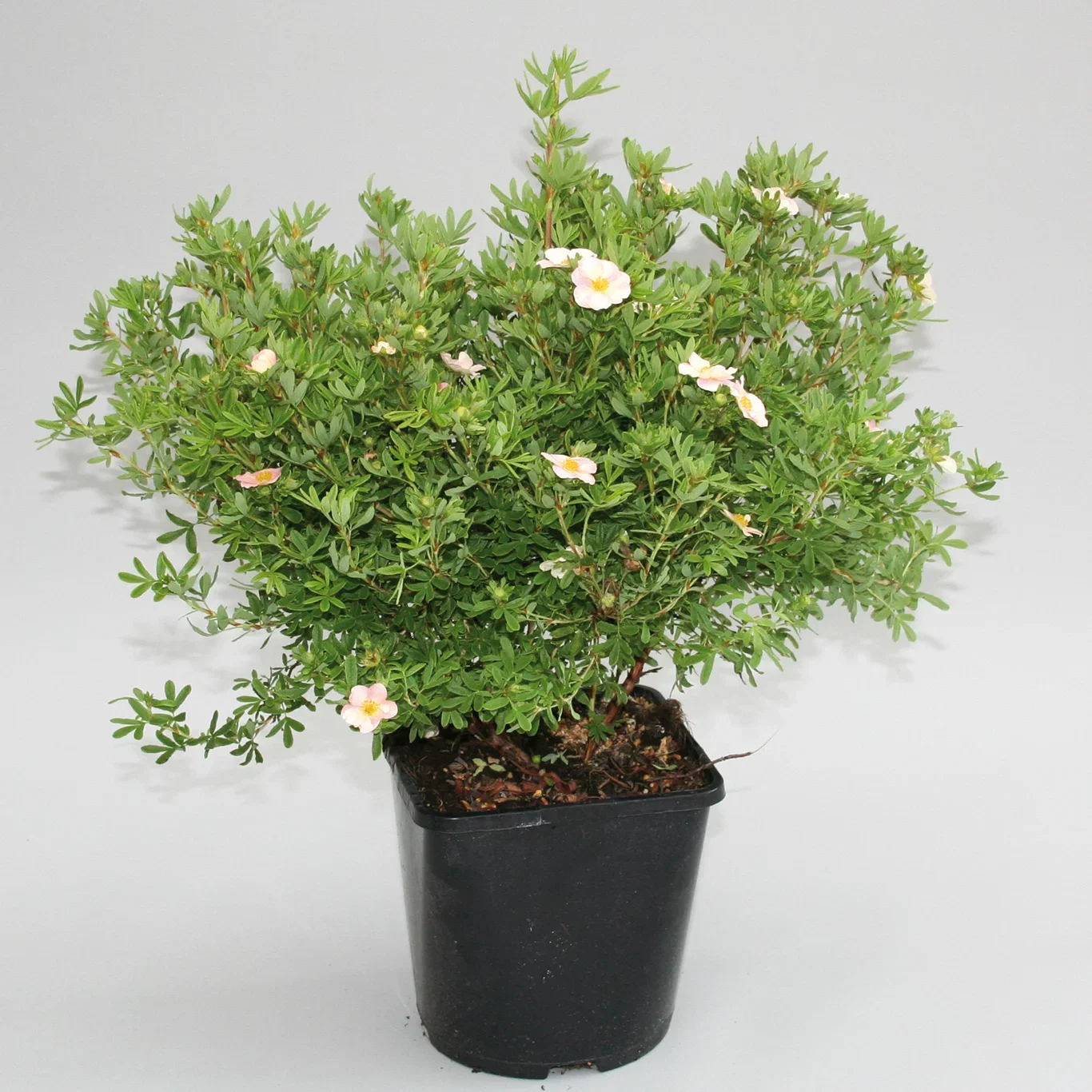 Dasiphora (Fruticosa Group) 'Pink Beauty' Buskmure 'Pink Beauty' Ø22 cm