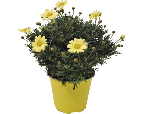 Struikmargriet FloraSelf Argyranthemum frutescens Ø 14 cm pot geel